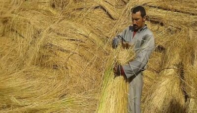 مصر تستعيد عرش الكتان.. مصنع صيني بالسادات يفتح الطريق أمام صناعة بمليارات الدولارات
